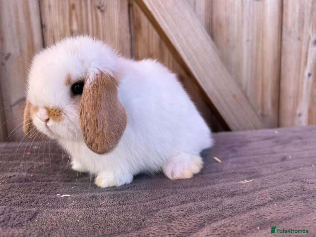 Mini Lop rabbits for sale: Show bloodline mini lop babies for reserve  - Advert 2