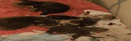 Mixed Breed cats for sale: 6 lovely kittens for adoption  - Advert 18