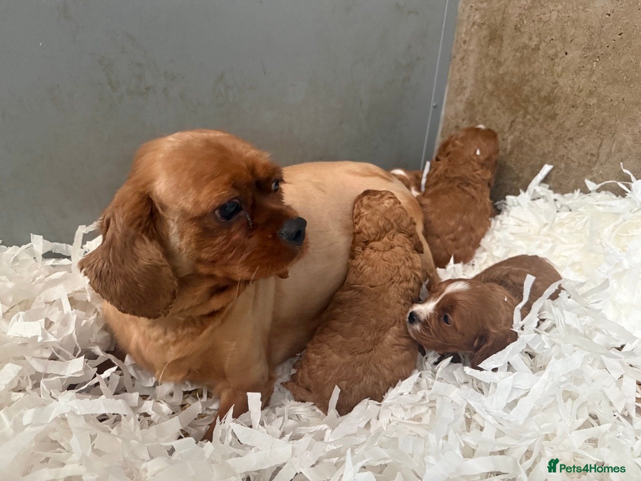 Cavapoo dogs Gorgeous Cavapoo Puppies  - Advert 2