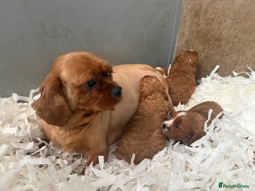 Cavapoo dogs for sale: Gorgeous Cavapoo Puppies  in Burnley - Advert 2