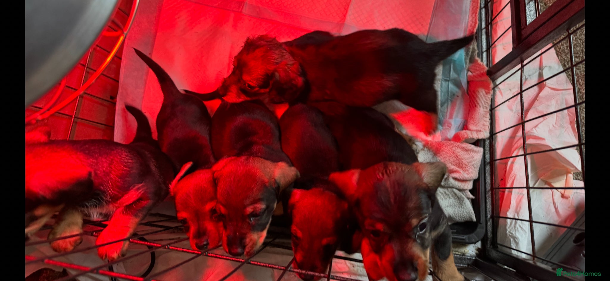 Dachshund dogs Dachshund Puppies – 4 Girls & 1 Boy Ready 8th May - Advert 1