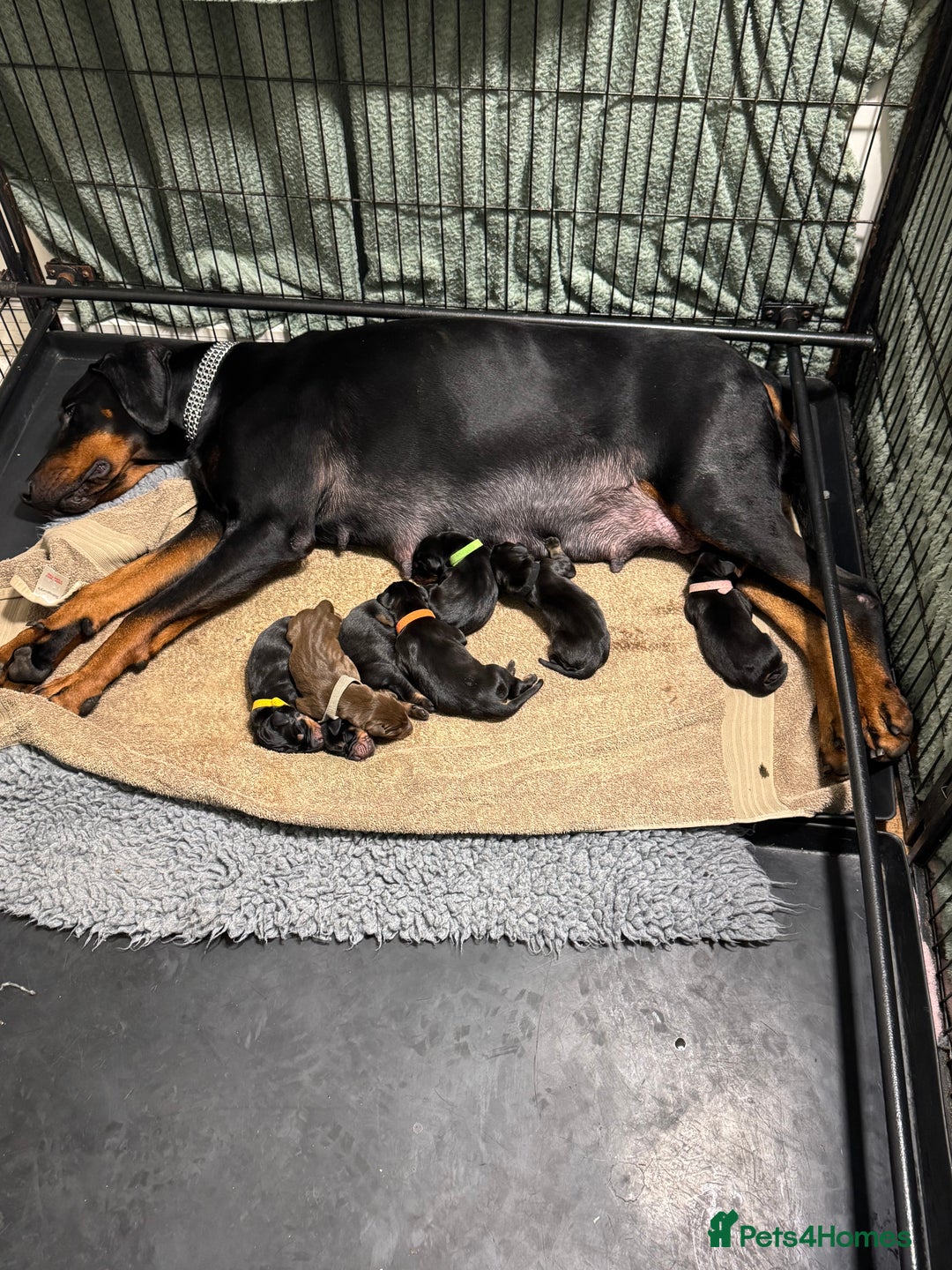 Dobermann dogs for sale: Superb Quality Doberman Puppies - Advert 4