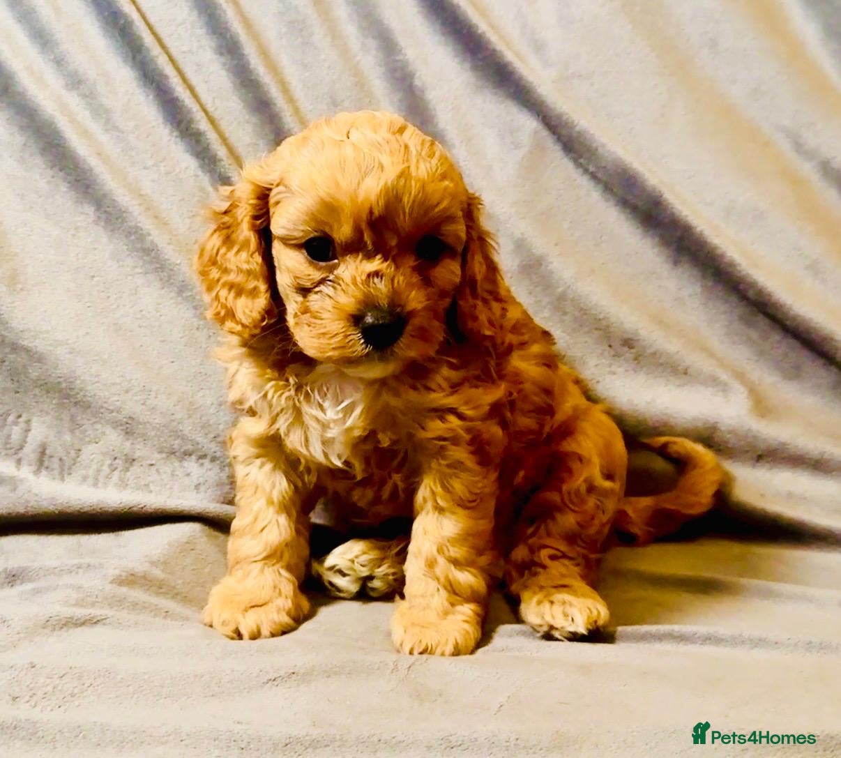 Cavapoo dogs for sale: Cavapoos Extensive DNA & Heart tested in Stockton-on-Tees - Advert 4