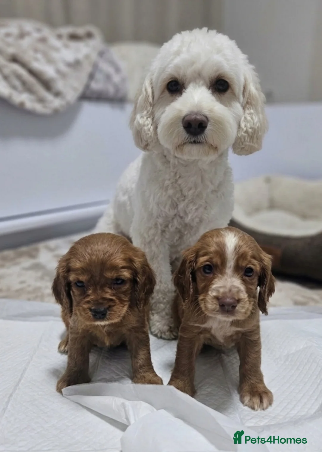 Cavapoo dogs for sale: Cavapoo puppies  in Romford - Advert 11