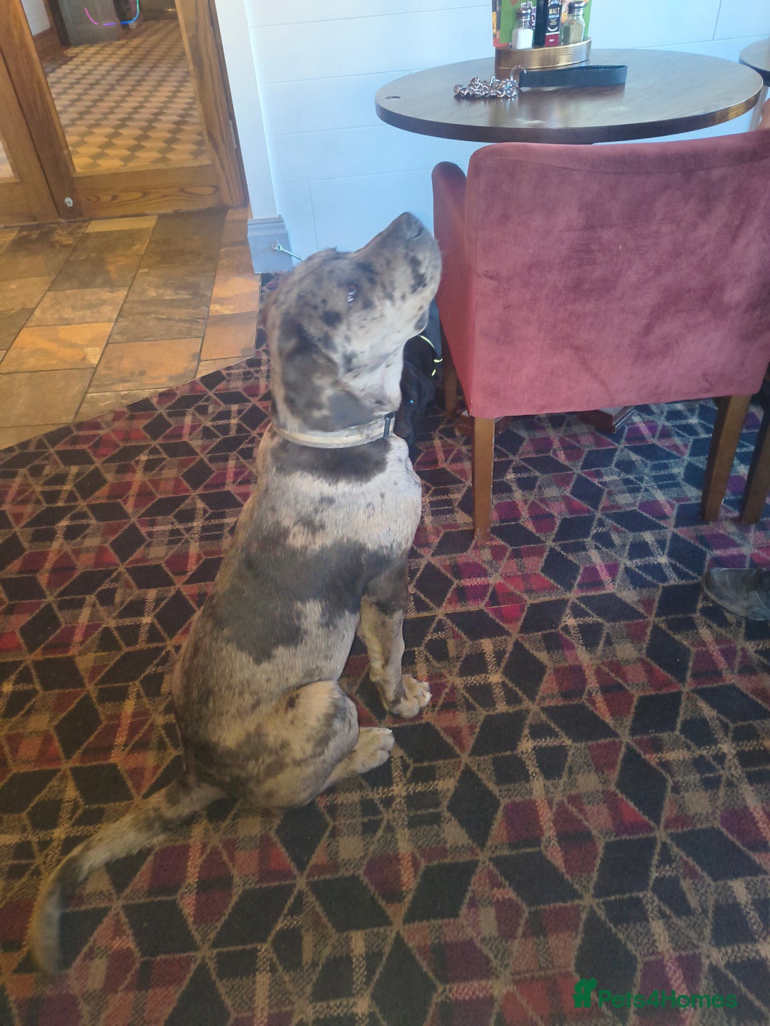 Mixed Breed dogs for sale: Harlequin cane corso X American bulldogge - Advert 6