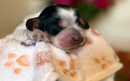 Cocker Spaniel dogs for sale: Stunning 5 Star KC  Show Cocker Spaniels - Image 4