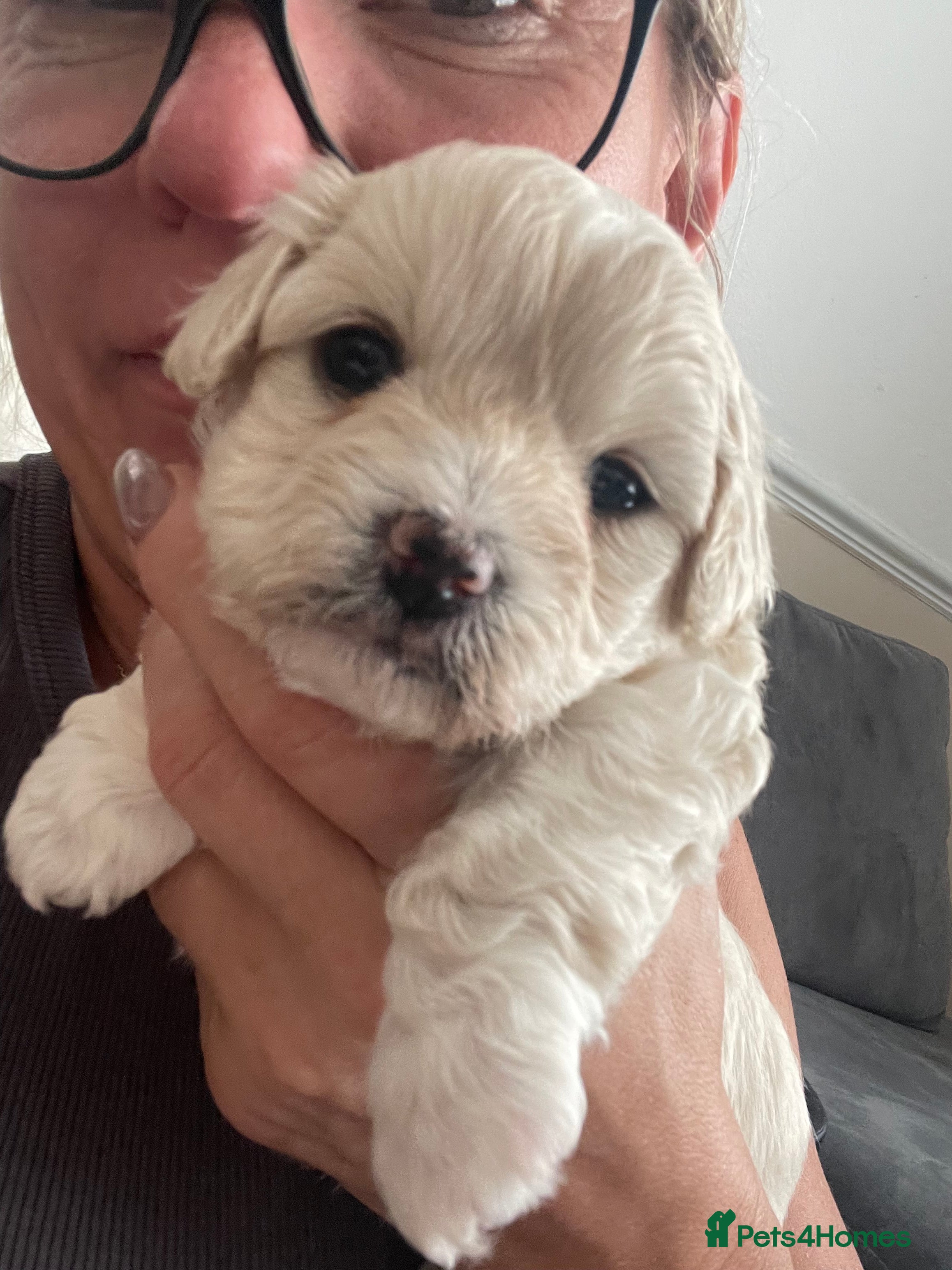 Mixed Breed dogs Incredible Pups 😍🐾 Perfect Family Dogs - Advert 2