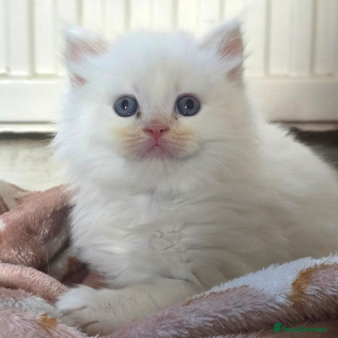 Ragdoll cats Stunning cream male Ragdoll Kitten  - Advert 1