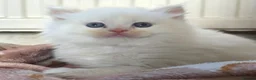 Ragdoll cats for sale: Stunning cream male Ragdoll Kitten  - Advert 1