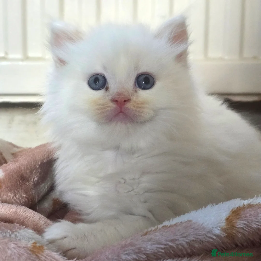 Ragdoll cats for sale: Stunning cream male Ragdoll Kitten  - Advert 1