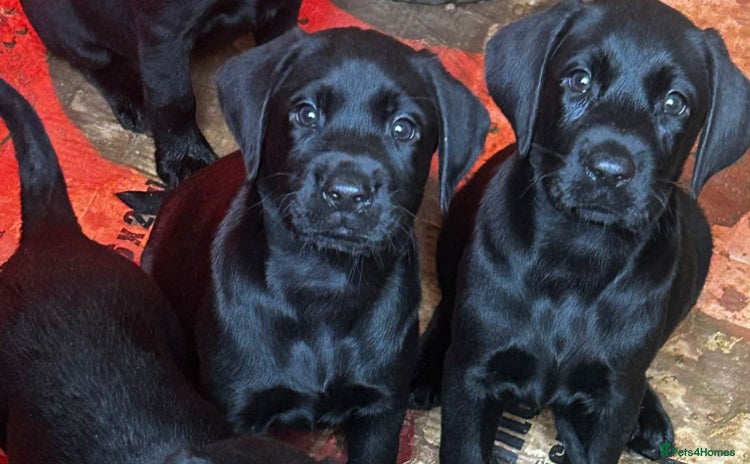 Labrador Retriever dogs - Advert 7