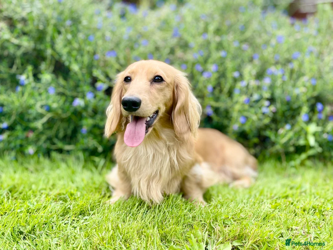 Dachshund dogs for stud: Proven Stud - Longhaired Cream Miniature Dachshund - Advert 3