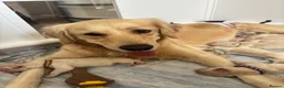 Golden Retriever dogs for sale: Golden retriever puppies waiting list open - Advert 12