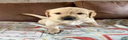 Goldador dogs for sale: F1 Goldador puppies - Advert 3