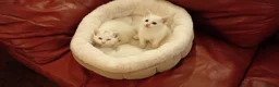 Mixed Breed cats for sale: 2 sweet snowballs  - Advert 9
