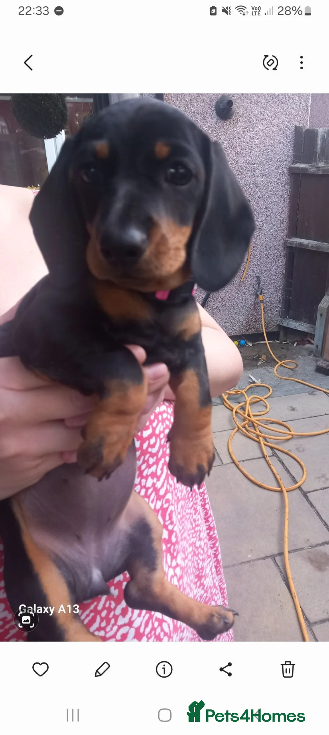 Dachshund dogs for sale: 9 week old standard Dashsund  - Advert 1