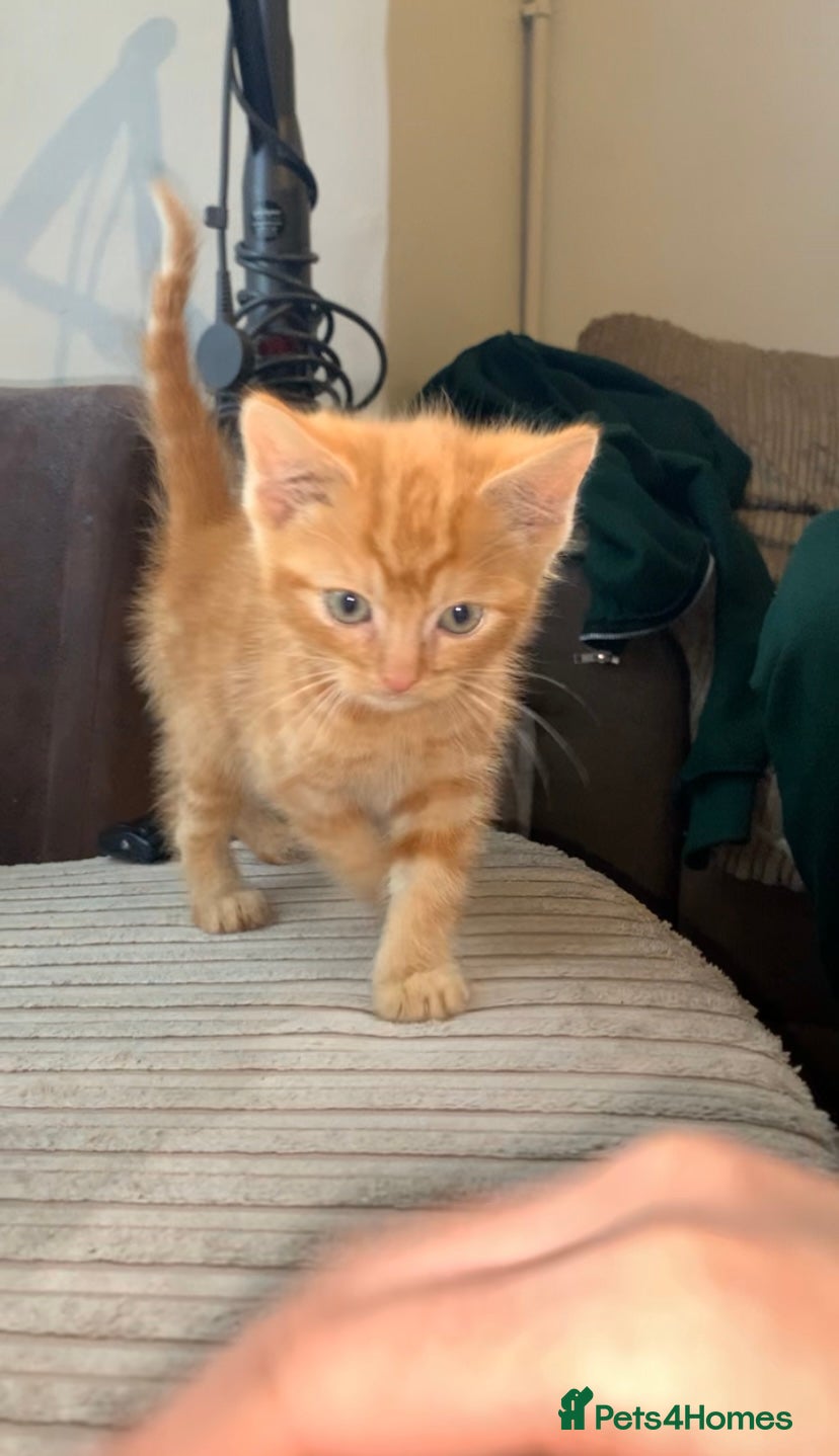 Mixed Breed cats Beautiful kitten - Advert 1