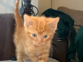 Mixed Breed cats Beautiful kitten - Advert 1