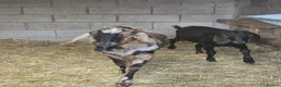 Goats livestock for sale: 2 anlgo nubian billies - Advert 3