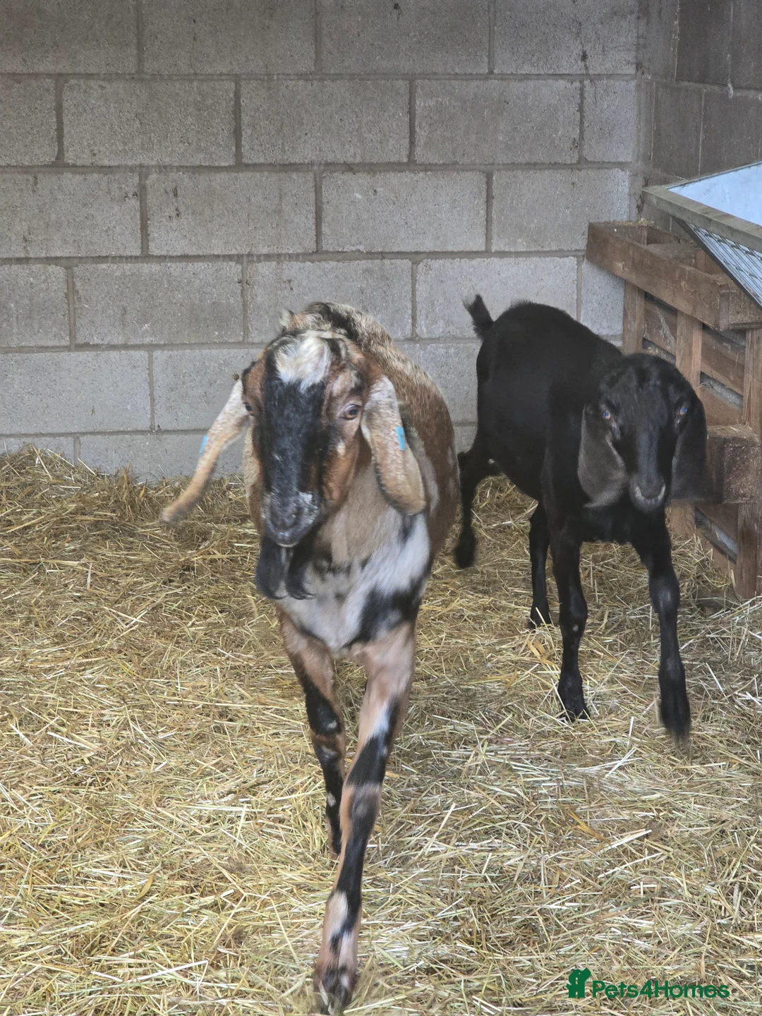 Goats livestock for sale: 2 anlgo nubian billies - Advert 3