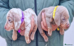 Dachshund dogs for sale: SHOW QUALITY PUPS AVAILABLE  - Image 4