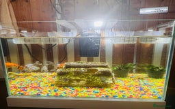 Angelfish fish for sale: Fish with tank  - Image 5