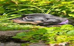Miniature Dachshund dogs for sale: Smooth haired minature dacshund  - Image 7
