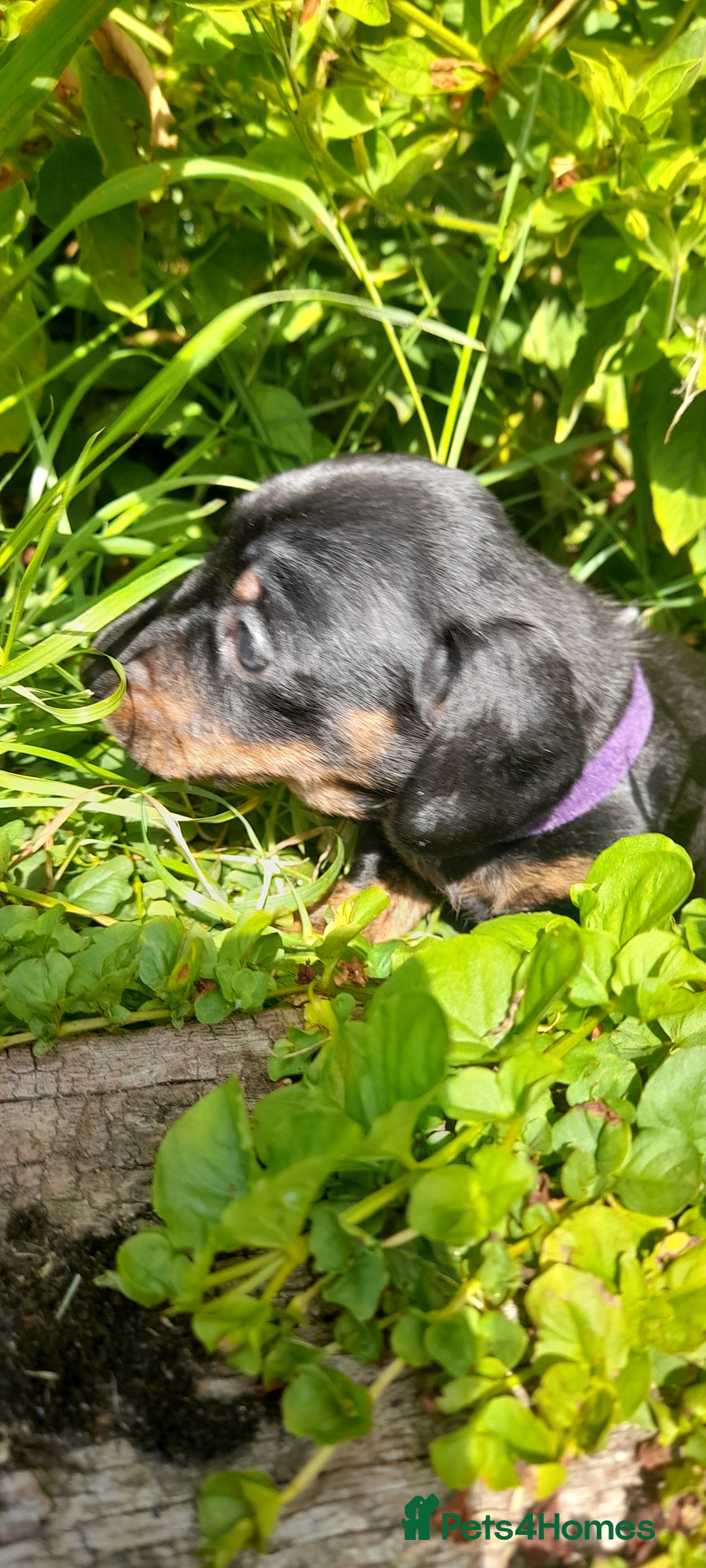 Miniature Dachshund dogs for sale: Smooth haired minature dacshund  - Image 7