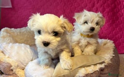 Maltese dogs for sale: Maltese puppies  - Image 3