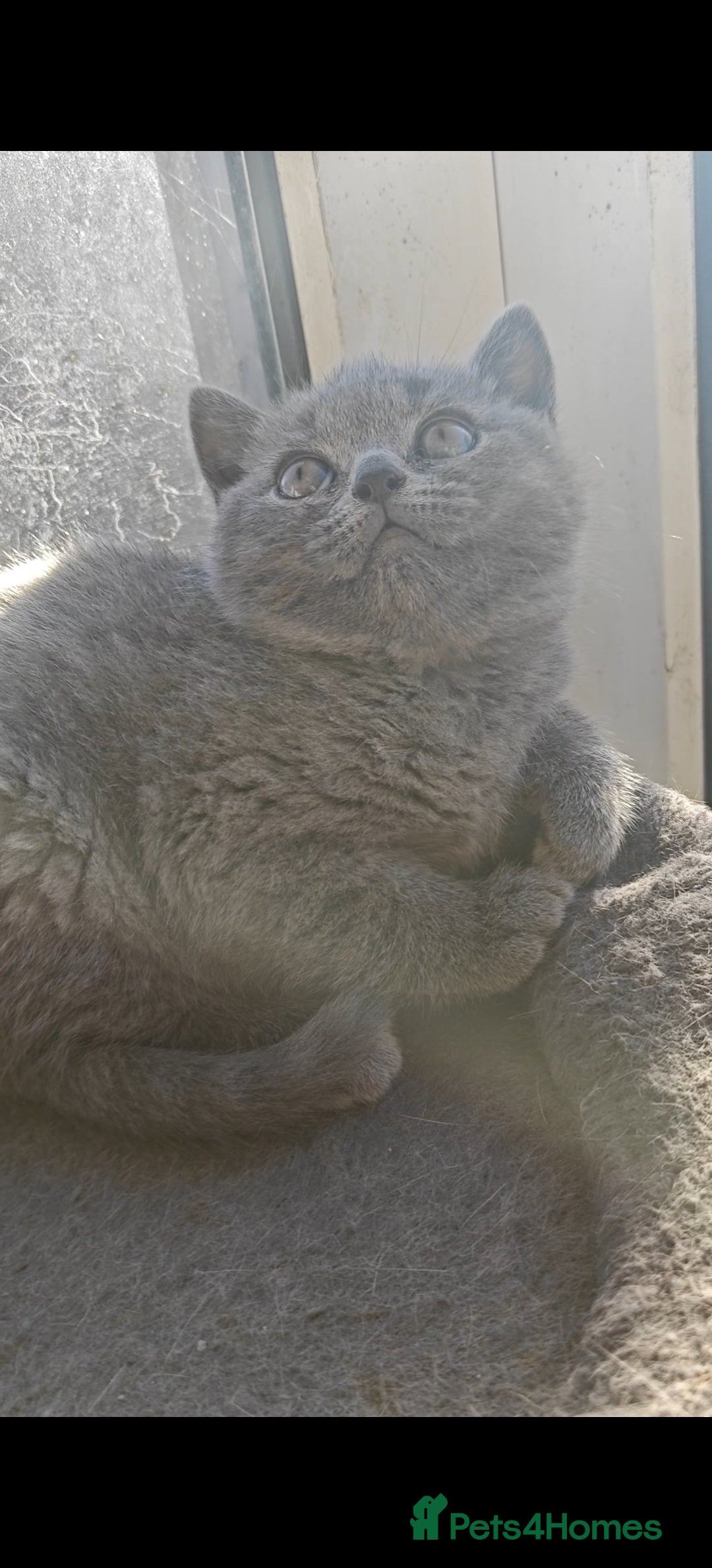 British Shorthair cats for sale: Show quality British Short Hair kittens - Advert 3