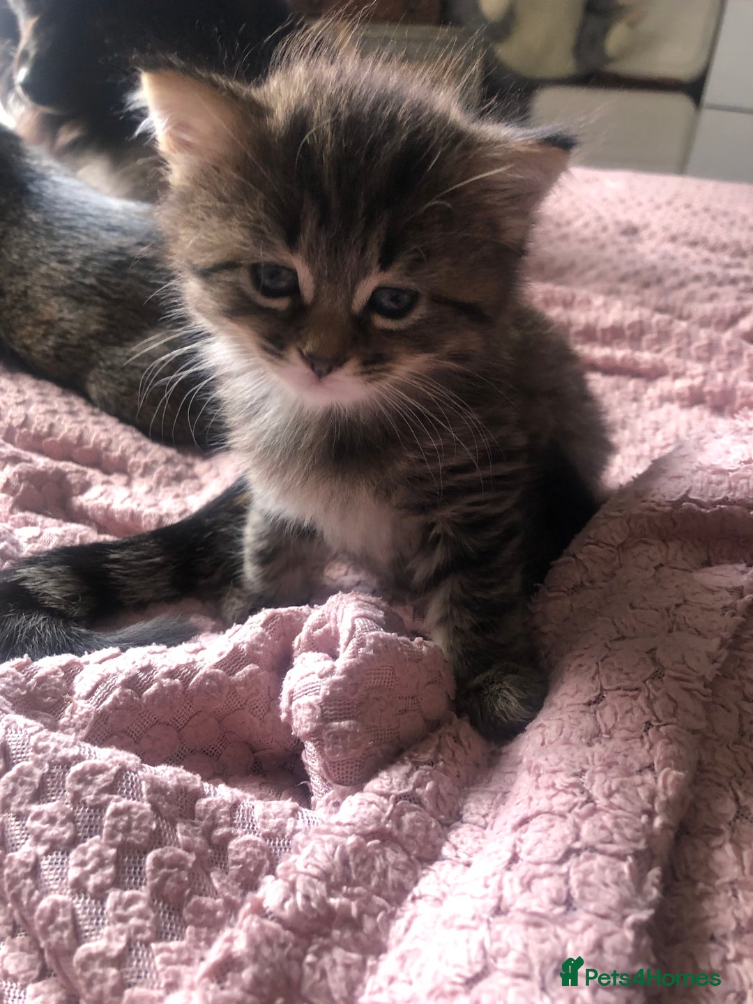 Bengal cats for sale: Beautiful and cheeky  - Image 4