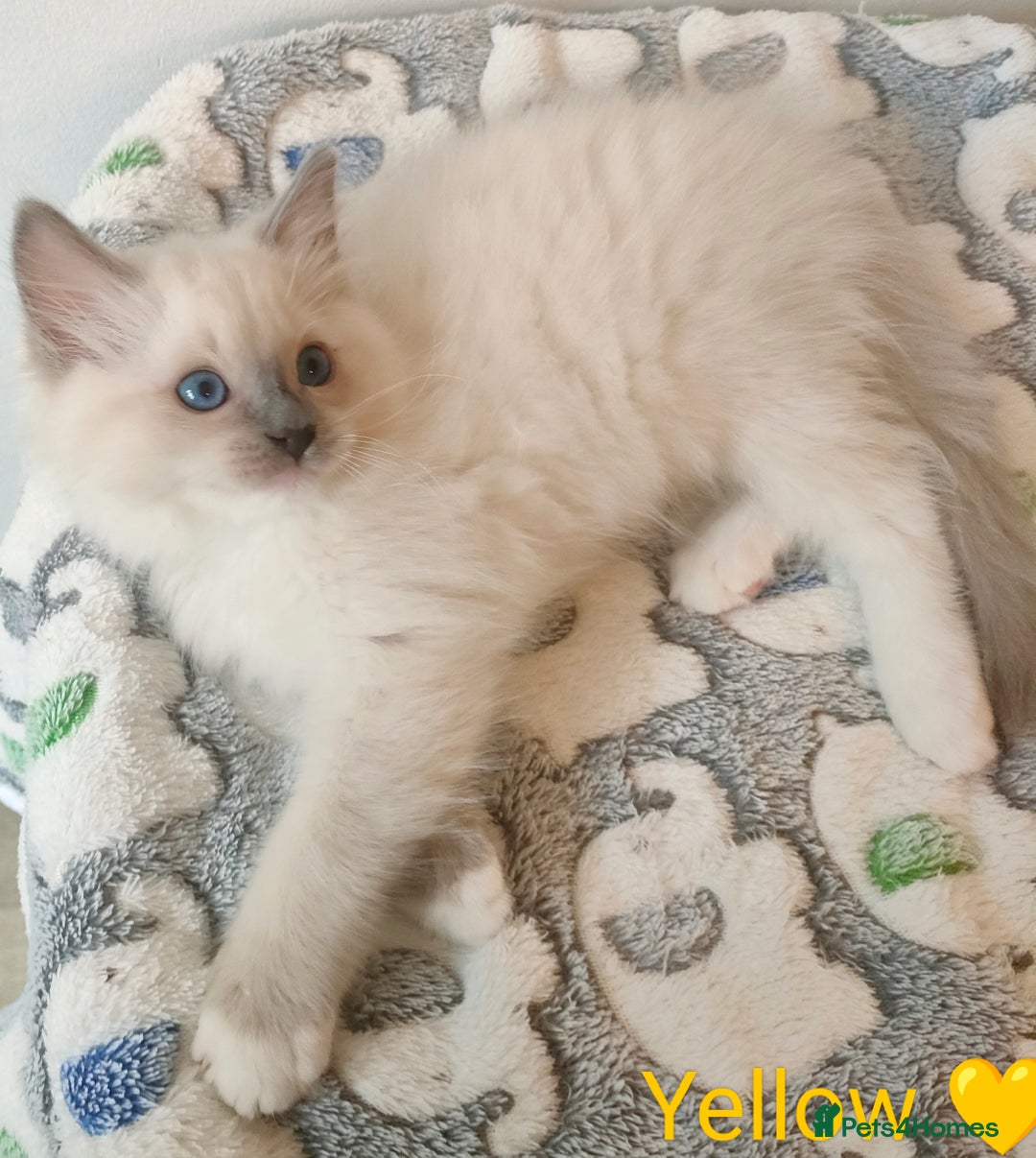 Ragdoll cats for sale: Stunning,TICA registered Ragdoll kittens - Image 7