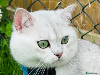 British Shorthair cats GCCF BSH (NS12) for stud - Advert 1