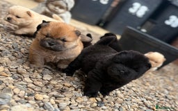 Chow Chow dogs for sale: KC REG CHOW CHOW PUPPIES - Image 12