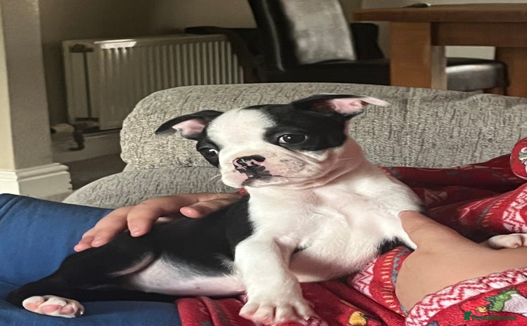 Boston Terrier dogs - Advert 1