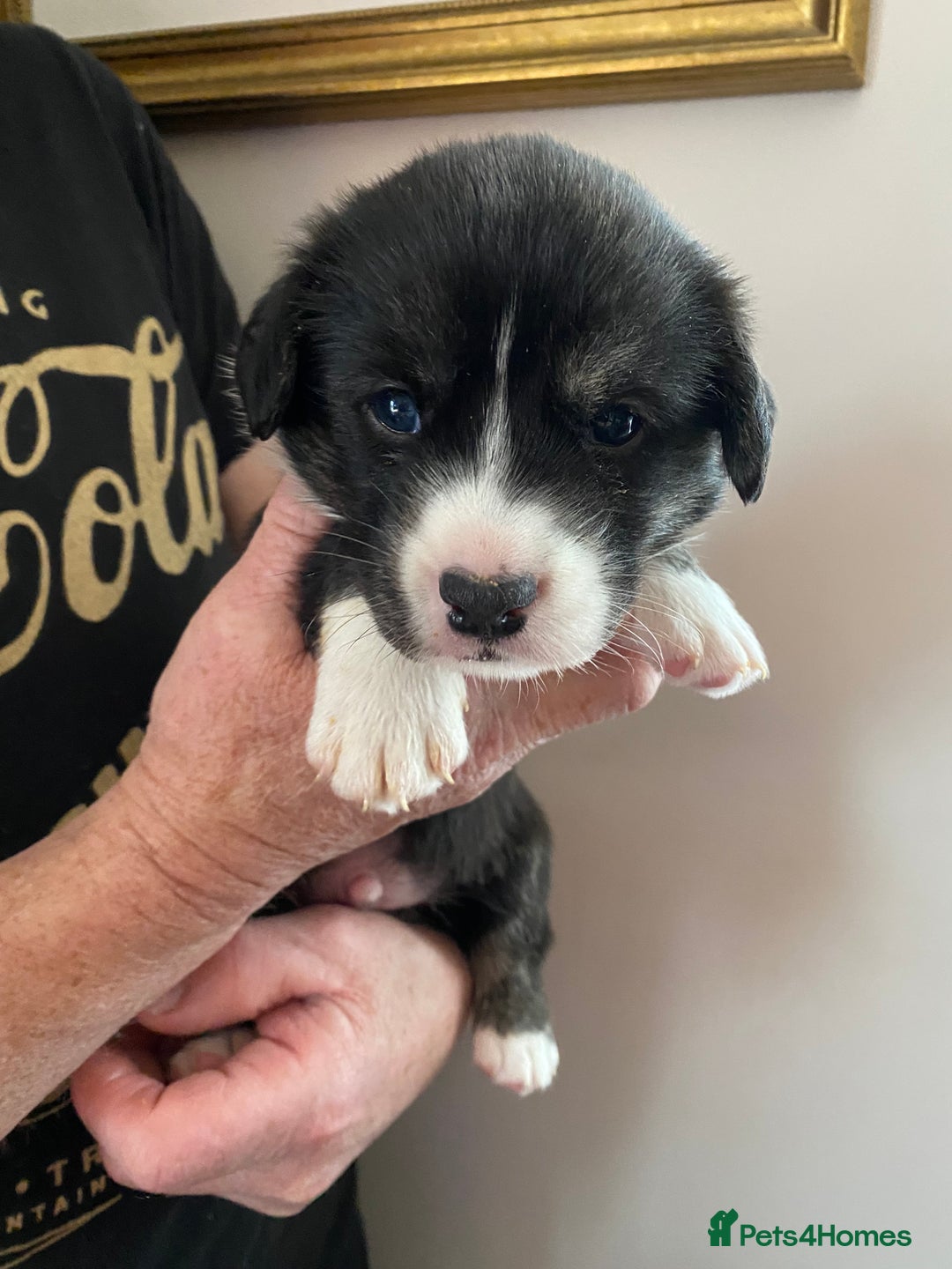 Welsh Corgi Cardigan dogs for sale: WELSH CARDIGAN CORGI BABIES - Advert 13