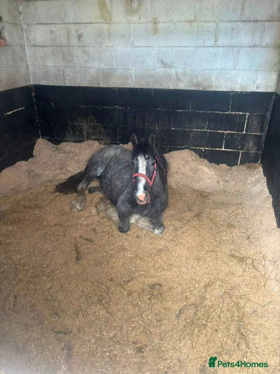 Other Breed horses for sale: Winnie in Houghton le Spring - Advert 3