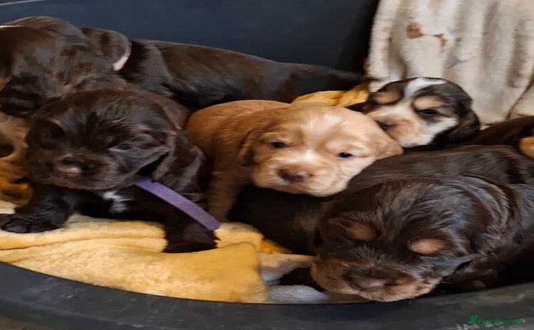 Cocker Spaniel dogs - Advert 12