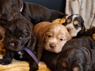 Cocker Spaniel dogs - Advert 23