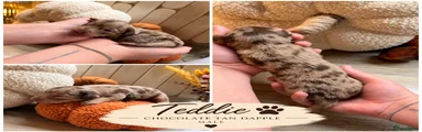 Dachshund 5