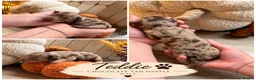 Dachshund dogs for sale: Beautiful Dachshund Puppies – 5 Males & 2 Females - Advert 3