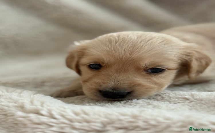 Golden Retriever dogs - Advert 14