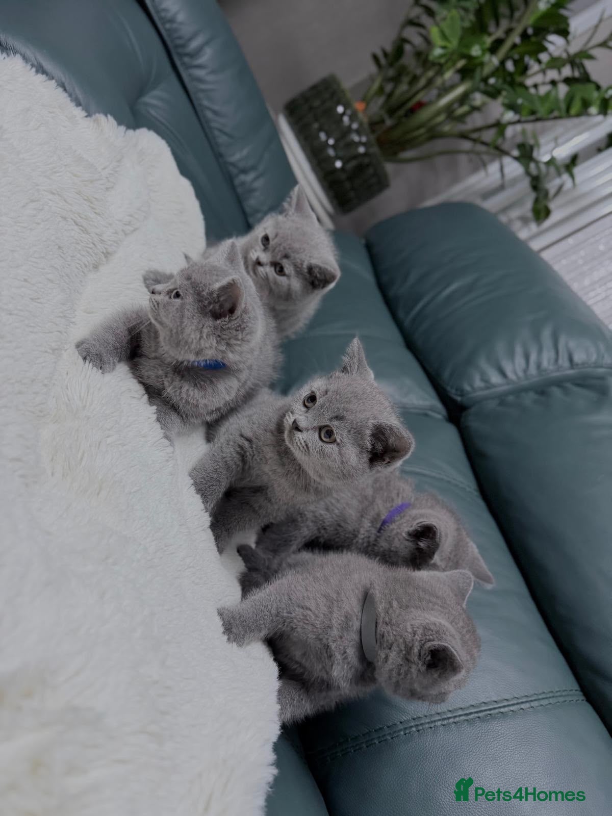 British Shorthair cats 💐British Shorthair Kittens (Blue)💐 - Advert 13