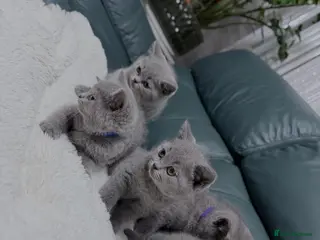 British Shorthair cats 💐British Shorthair Kittens (Blue)💐 - Advert 13