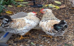 Chickens poultry for sale: Swedish Flower Rare Breed Hens/Cockerels - Image 5