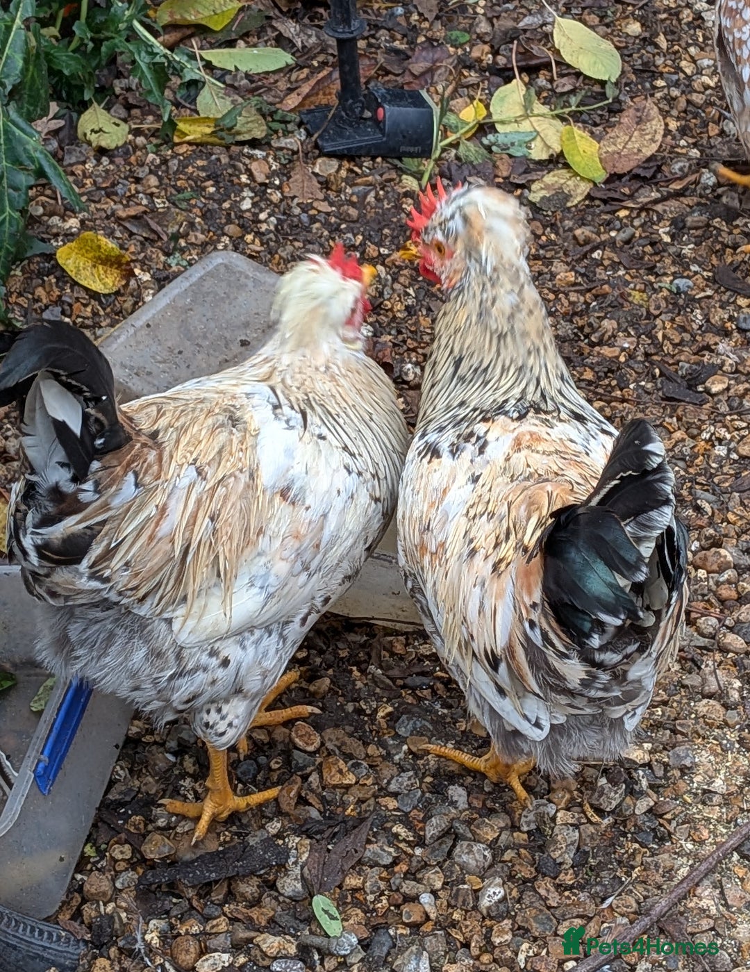 Chickens poultry for sale: Swedish Flower Rare Breed Hens/Cockerels - Image 5