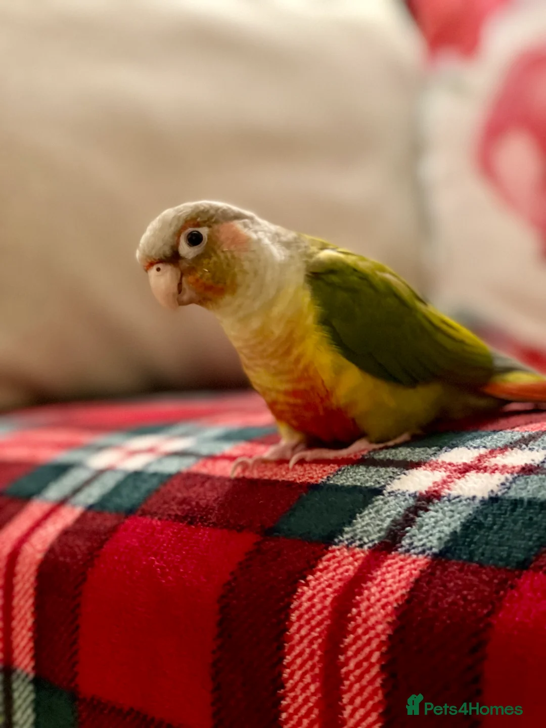 Conures birds for sale: Tamed Conure looking for a new home in London - Advert 4