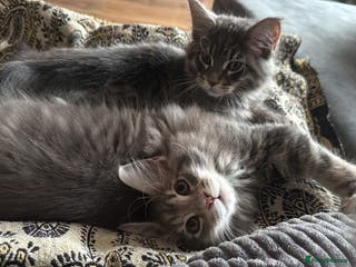 Maine Coon cats Beautiful GCCF registered Maine coon Kittens - Advert 5