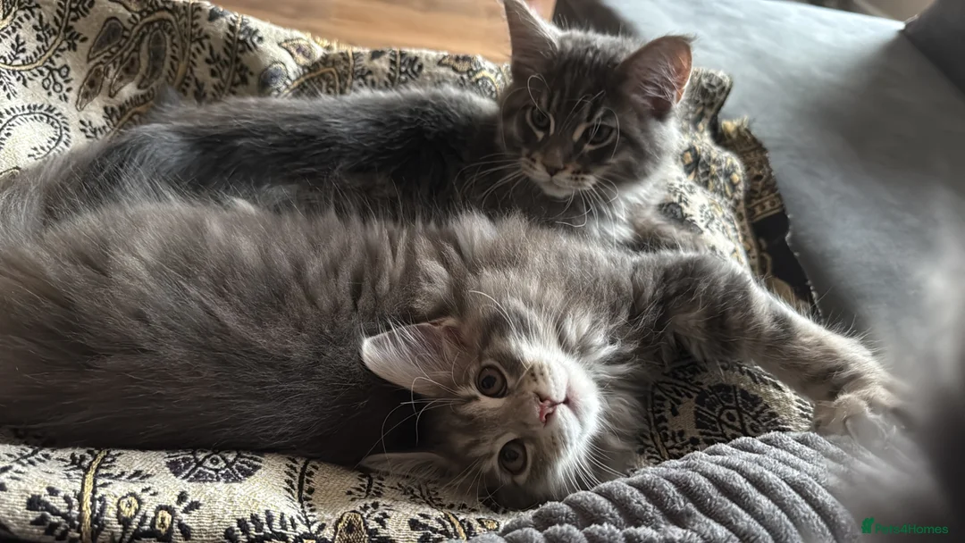 Maine Coon cats for sale: Beautiful GCCF registered Maine coon Kittens  - Advert 3