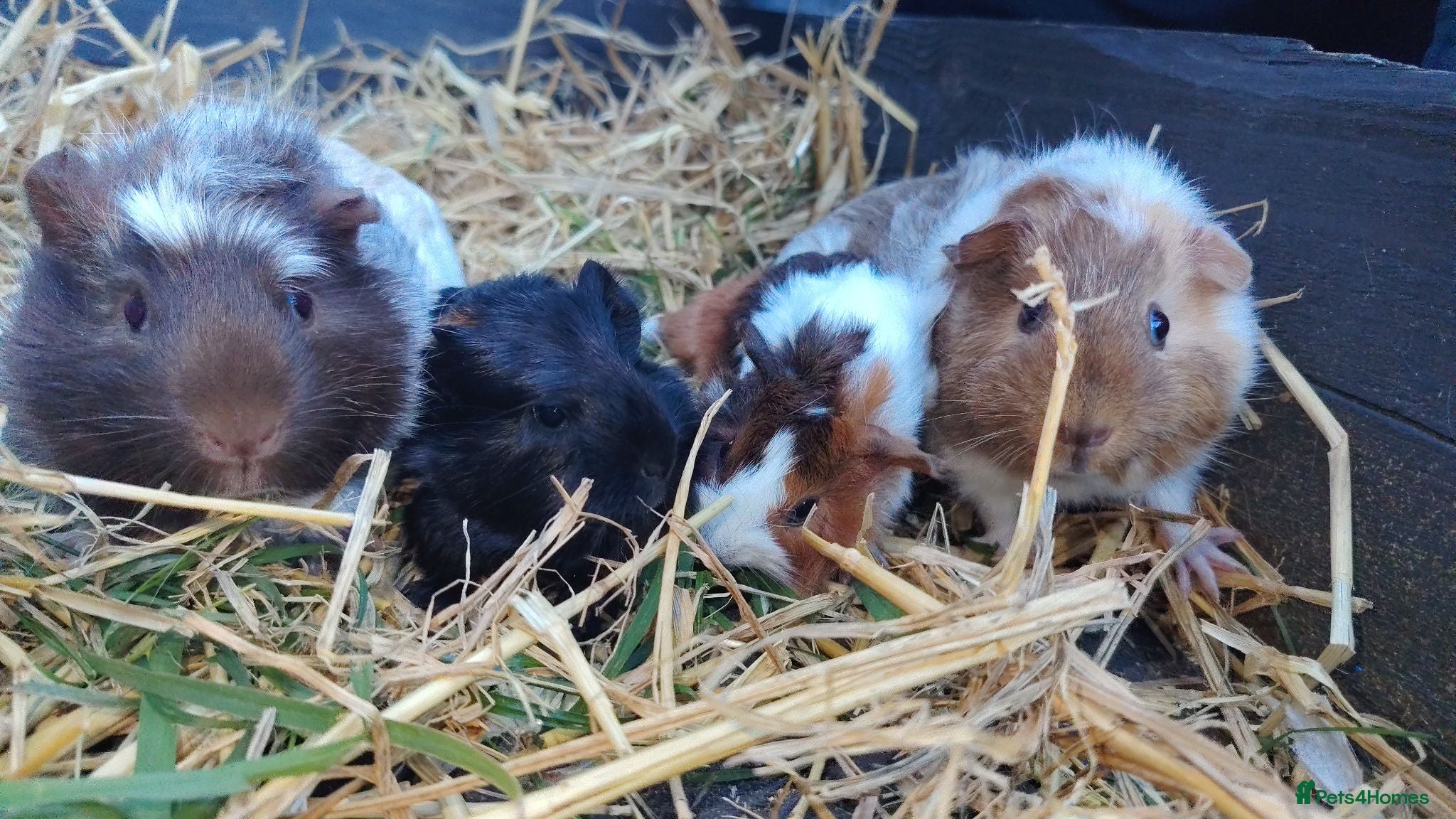 Guinea Pig rodents Various Beautiful Guinea Pigs available - Advert 18